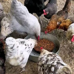 ۷۷- چگونگی، شدت و رنگ نور در مزارع پرورش مرغ بومی
