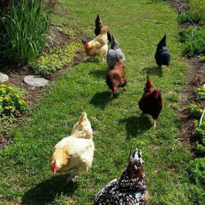 ۸۸- انواع ابخوری در پرورش مرغ بومی