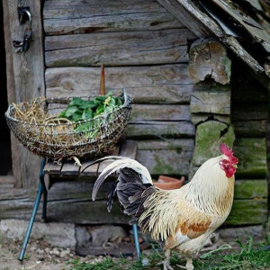 ۸۶- اشیانه های باز و بسته در پرورش مرغ بومی