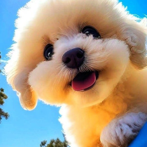 🐶 ۱۸- برس کشیدن در توله های سگ