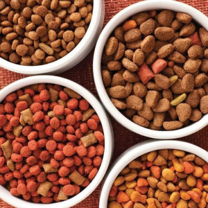 🐶 ۱۲- نوع و تعداد دفعات غذادهی به سگ بعد از بلوغ