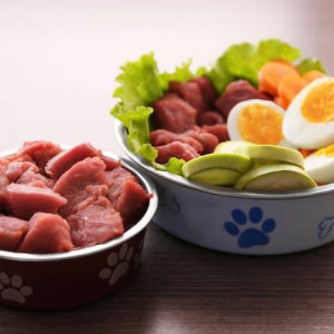 🐶 ۳٠- ارزش غذایی چربی در جیره غذایی سگ ها