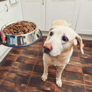 🐶 ۳۹- غذا دادن در بین وعده های غذایی سگ