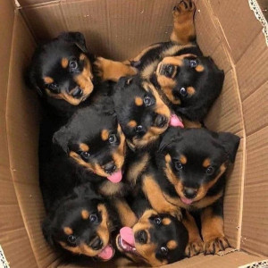 🐶 ۳۷- تغذیه همزمان چند سگ به چه صورت است؟