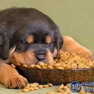 🐶 ۳۶- محل غذا دادن به سگ چگونه باید باشد؟
