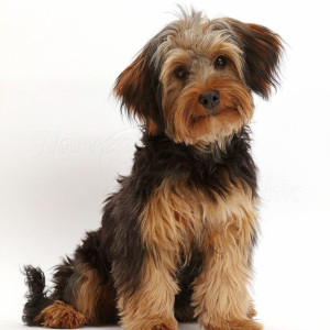 🐶 ۳۵- مقدار انرژی مورد نیاز سگ چقدر است و چگونه و از چه چیزهایی تامین می شود؟