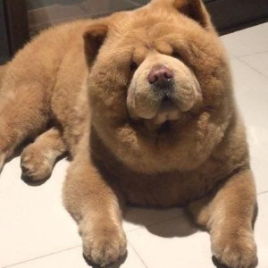 🐶 ۵4- مراقبت و بهداشت دندان در سگ ها