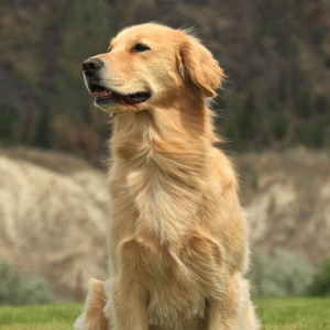 🐶 ۵۲- نحوه گرفتن ناخن در سگ ها