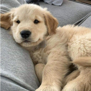 🐶 ۵۱- وسایل و نحوه کوتاه کردن موی سگ
