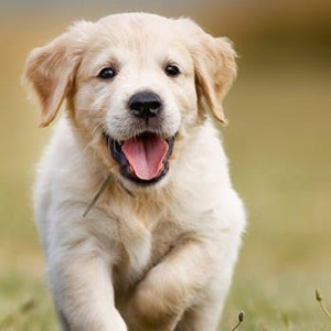 🐶 ۵٠- شانه کشیدن و برس زدن در سگ ها